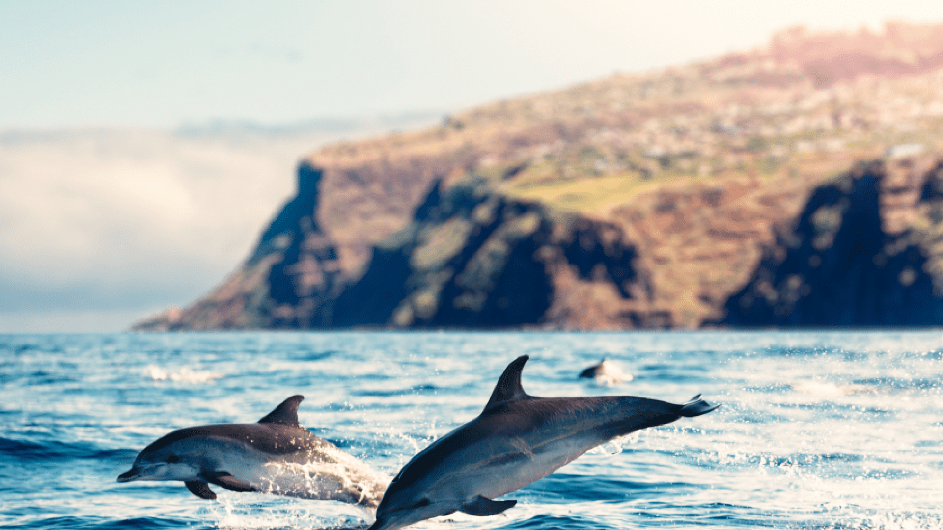 salalah dolphins