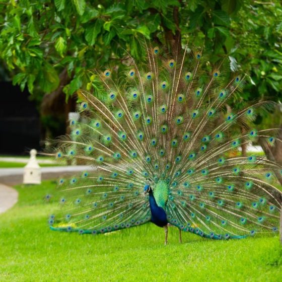 Caribe Deluxe Princess 57