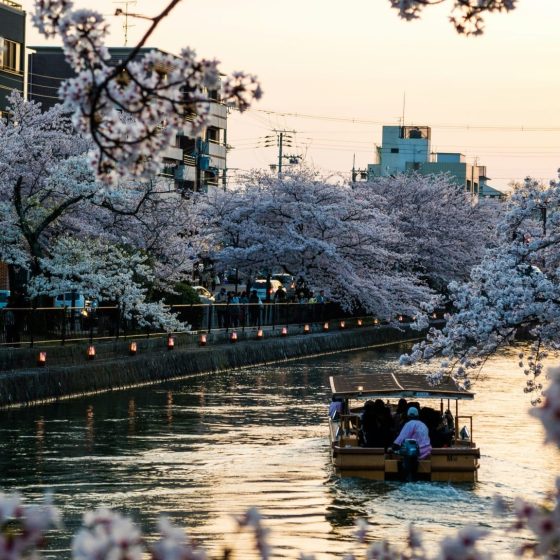 JAPONIA 11