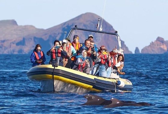 Madeira Balene si Delifini