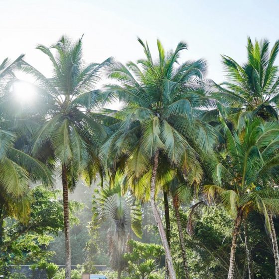 Omali São Tomé – Príncipe Collection 26