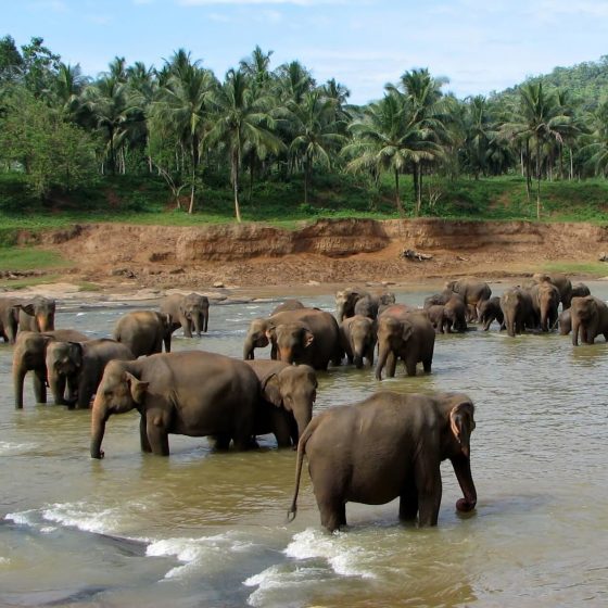 Pinnawala_01
