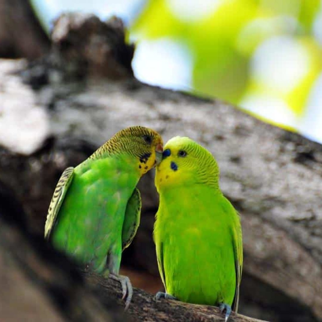 Thulhagiri Island Resort & Spa 10